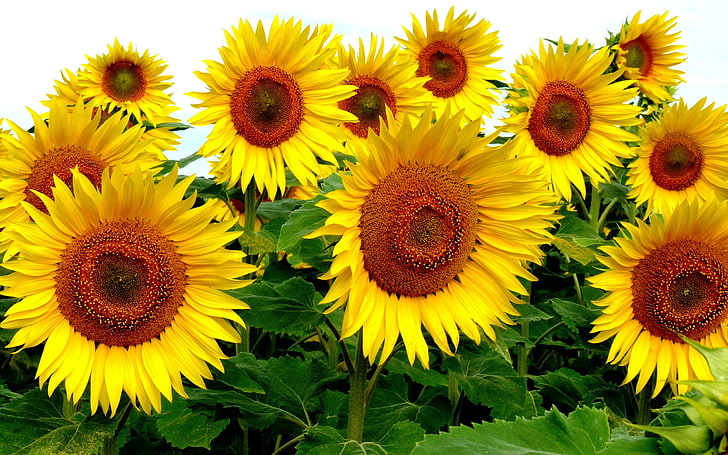 tiga dekorasi bunga kuning dan merah muda, bunga matahari, bunga, tanaman, bunga kuning, Wallpaper HD