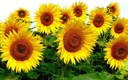tiga dekorasi bunga kuning dan merah muda, bunga matahari, bunga, tanaman, bunga kuning, Wallpaper HD HD wallpaper