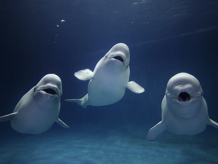 Três baleias beluga na água, três baleias beluga brancas, animais, peixes, na água, três, beluga, baleias, HD papel de parede