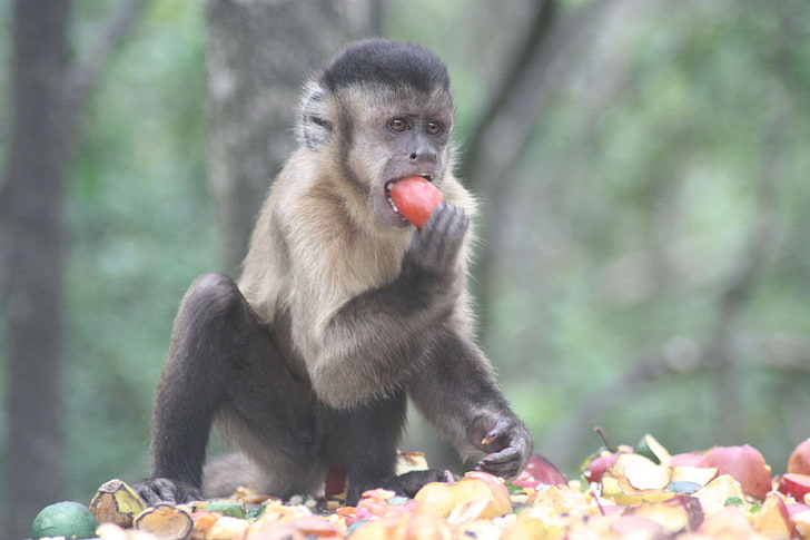 animal, apple, eat, food, fruit, grab, hungry, monkey, wild animal, HD wallpaper