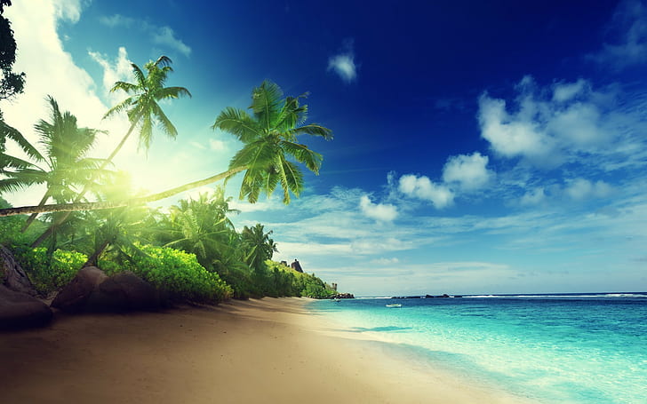 pantai, pasir, pohon-pohon palem, tropis, Wallpaper HD