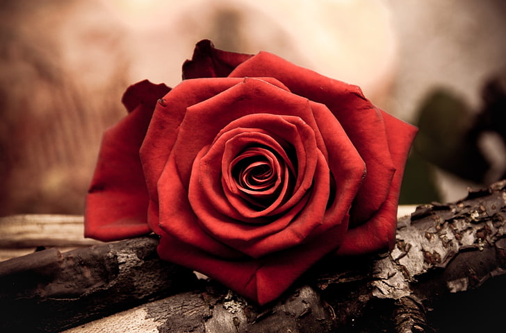 赤いバラの壁紙、バラ、つぼみ、赤、花びら、マクロ、 HDデスクトップの壁紙