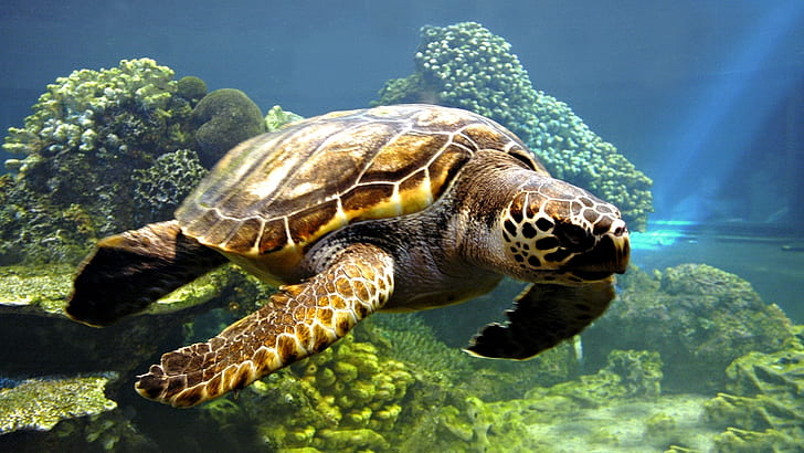 Животное, Черепаха, Морская черепаха, Подводный, HD обои