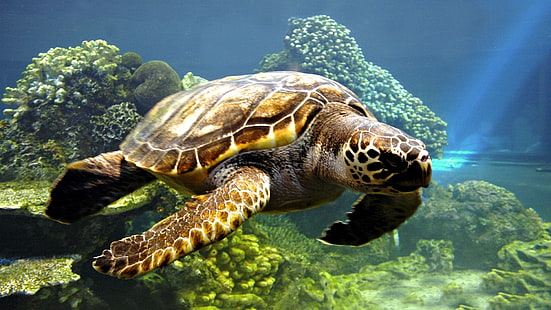 Животное, Черепаха, Морская черепаха, Подводный, HD обои HD wallpaper