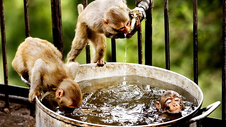 three brown monkeys, monkeys, swim, water, drink, thirst, HD wallpaper