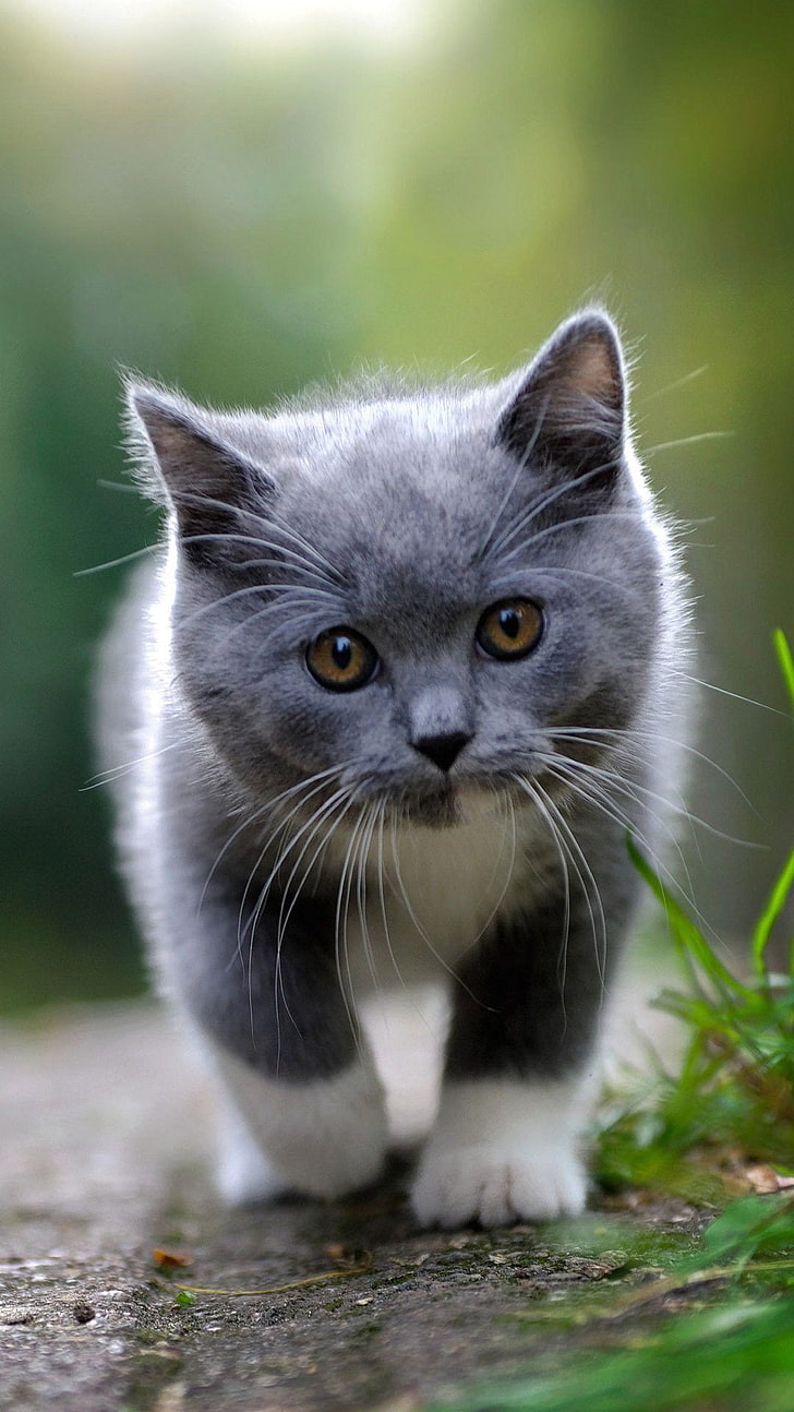Lindo gato, gatito gris y blanco de pelo corto, animales, gato, móvil, Fondo de pantalla HD, fondo de pantalla de teléfono
