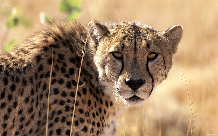 เสือชีตาห์สีน้ำตาลและสีดำเสือชีตาห์รอหญ้าพื้นหลังแมวตัวใหญ่ปากกระบอกปืน, วอลล์เปเปอร์ HD
