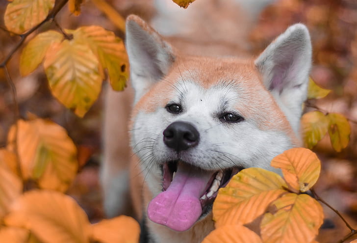 autumn, language, face, leaves, branches, dog, yellow, mouth, bokeh, Akita inu, HD wallpaper