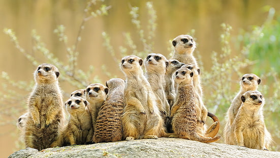 mira, grupo, animales, suricatas, compañía, mucho, stand, suricata, Fondo de pantalla HD HD wallpaper