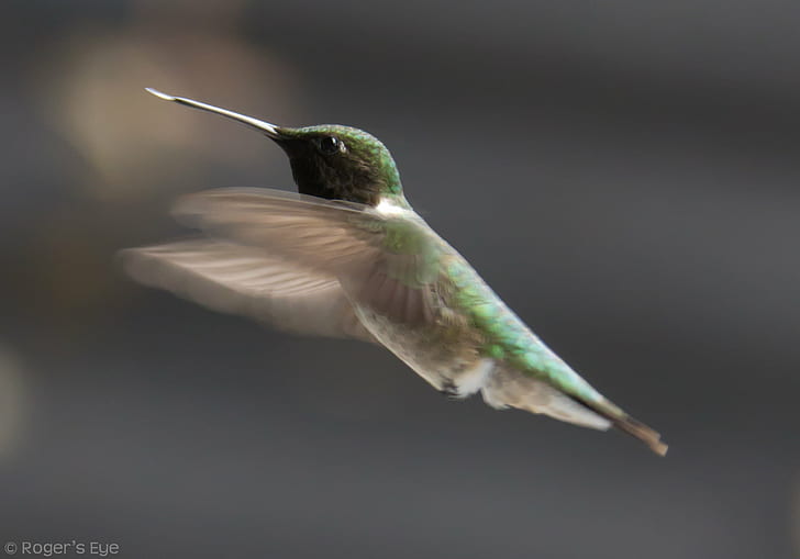 green and gray hummingbird, Cottage, green, gray, hummingbird, humming  birds, haliburton, canon, 60d, bird, hovering, wildlife, animal, iridescent, nature, flying, aviary, beak, spread Wings, feather, HD wallpaper