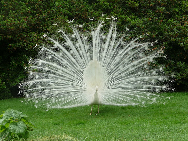 White peacock HD wallpapers free download | Wallpaperbetter