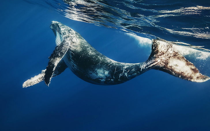 paus abu-abu dan hitam, paus, berenang, bawah air, air, Wallpaper HD