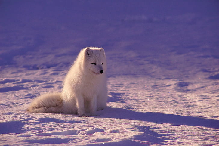 фотография, животни, лисица, арктическа лисица, HD тапет