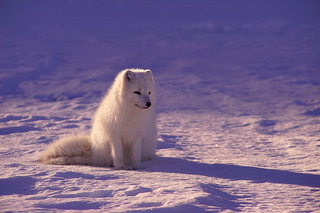photography, animals, fox, arctic fox, HD wallpaper HD wallpaper