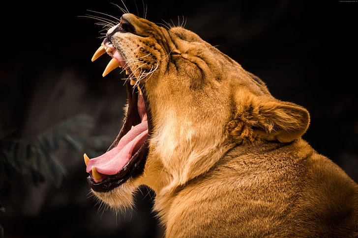 lion, roaring, 4k, HD wallpaper