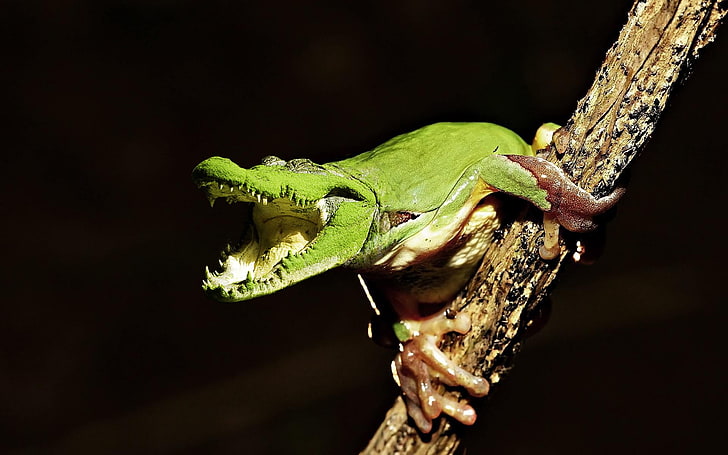 edytowane zdjęcie żaby drzewnej z głową aligatora, żaby, krokodyli, zwierząt, manipulacja zdjęciami, Tapety HD