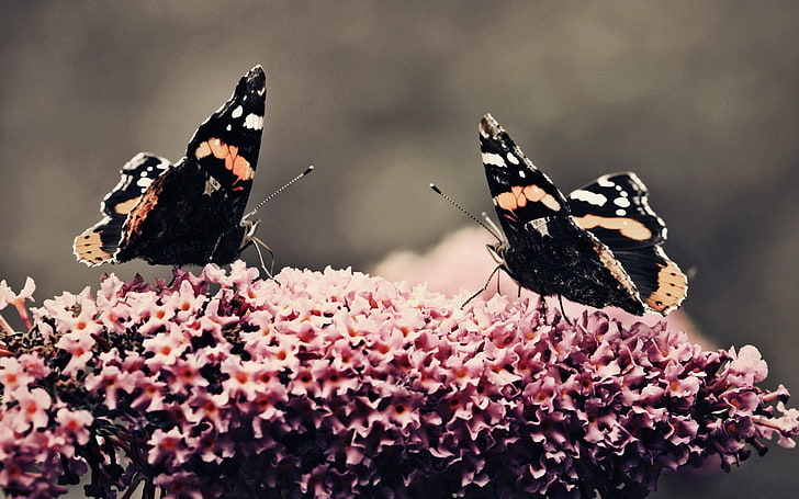 two black-and-orange butterflies, butterfly, surface, flower, flying, insects, HD wallpaper