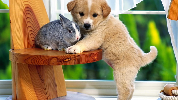 bunny, cute, puppy, Rabbit, HD wallpaper