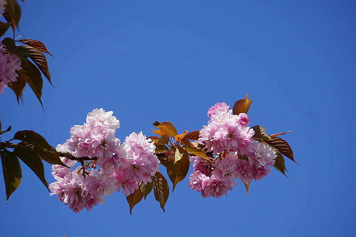 arbre, พฤกษศาสตร์, cerisier du japon, ciel, fleurs, floraison, flore, ธรรมชาติ, วอลล์เปเปอร์ HD