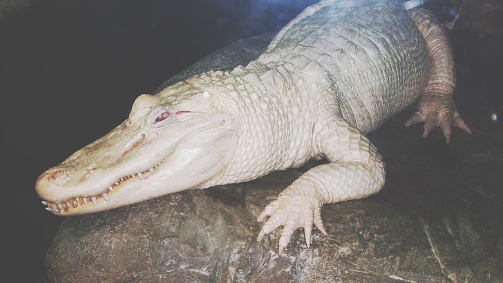 Albino, krokodiler, reptiler, vita, HD tapet