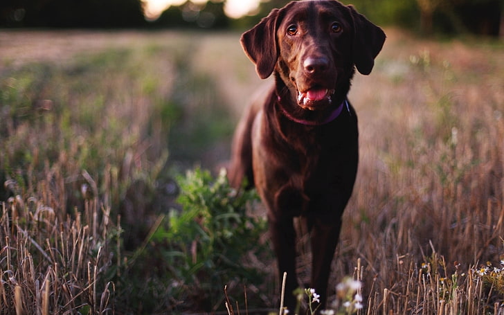 adult chocolate Labrador retriever, dogs, face, eyes, tongue, HD wallpaper