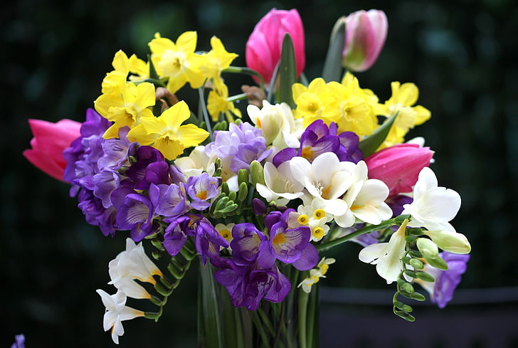 white, pink, and yellow petaled flowers, tulips, daffodils, freesia, bouquet, flowers, vase, HD wallpaper
