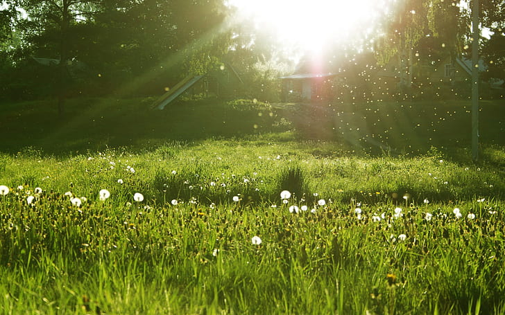 Dmuchawiec Sunlight Pole Grass HD, natura, światło słoneczne, trawa, pole, słońce, mniszek lekarski, Tapety HD
