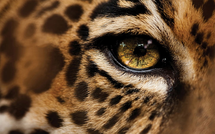 Leopardenauge, Augen, Makro, Leopard, HD-Hintergrundbild