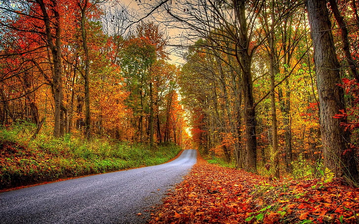 Forest, trees, leaves, colorful, road, autumn, Forest, Trees, Leaves, Colorful, Road, Autumn, HD wallpaper
