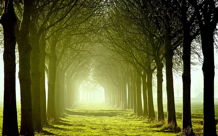Bare trees walkway silhouette photo, grass, leaves, the sun, trees, nature,  HD wallpaper | Wallpaperbetter