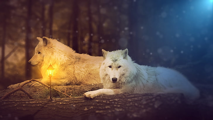 white wolf, wolf, HD wallpaper