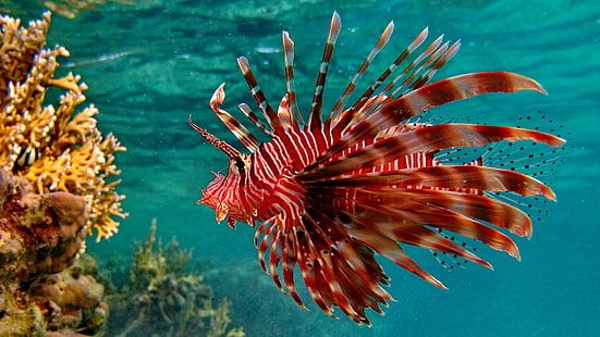 Underwater Tropical Ocean Sea Color Free, fishes, color, ocean, tropical, underwater, HD wallpaper HD wallpaper