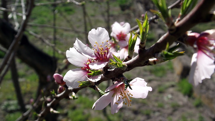 weiße Hibiskusblüte, Frühling, Blüten, HD-Hintergrundbild