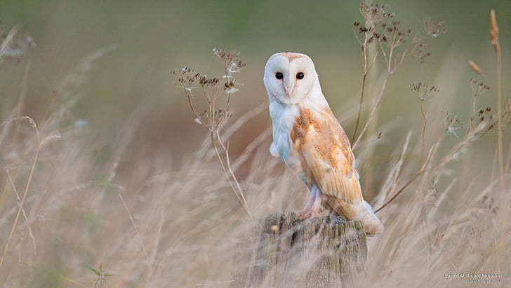Barn Owl, United Kingdom, Birds, HD wallpaper