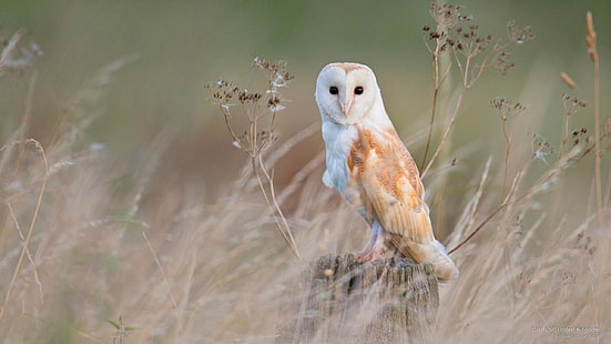 Barn Owl, United Kingdom, Birds, HD wallpaper HD wallpaper