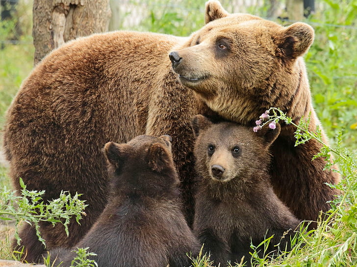 Bears family, mother, two cubs, Bears, Family, Mother, Two, Cubs, HD wallpaper