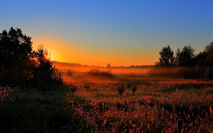 Mattina presto, alba, sole, nebbia, campi, alberi, natura, Prime ore del mattino, alba, sole, nebbia, campi, alberi, natura, Sfondo HD