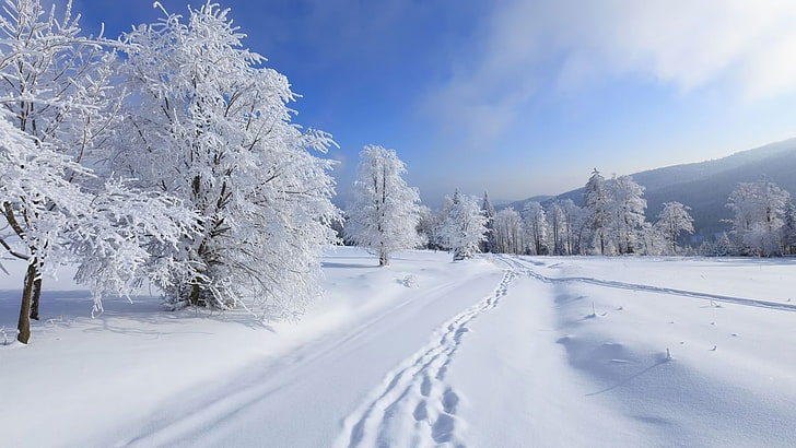 tessuto floreale bianco e blu, inverno, alberi, Sfondo HD