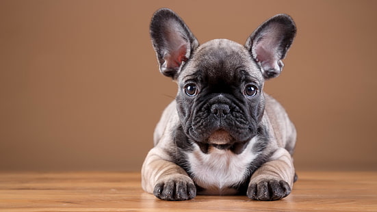 dog, cute, doggie, french bulldog, puppy, HD wallpaper HD wallpaper