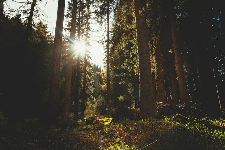 Wald, Sonnenlicht, HD-Hintergrundbild