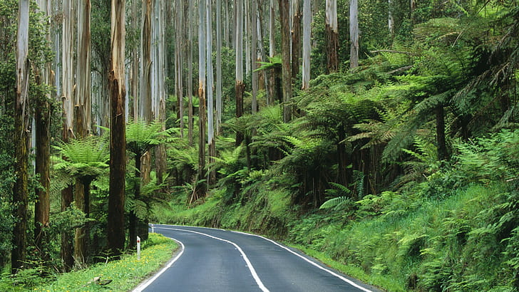 도로 정글 숲 나무 HD, 녹색 잎 나무, 자연, 나무, 숲, 도로, 정글 옆에 회색 콘크리트 도로, HD 배경 화면
