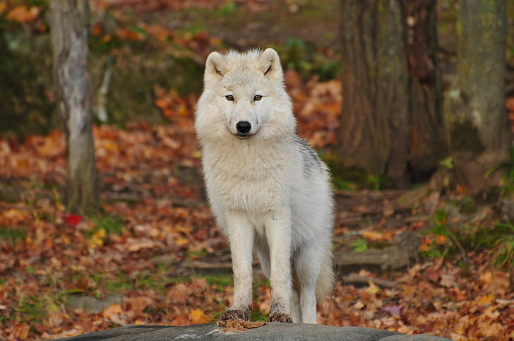 white wolf, wolf, predator, white, HD wallpaper
