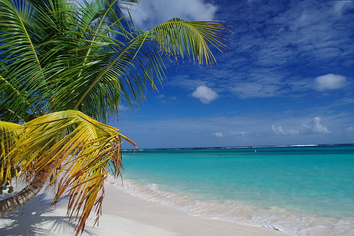 كوليبرا ، أفضل الشواطئ لعام 2016 ، بورتوريكو ، النخيل ، جوائز Travellers Choice لعام 2016 ، شاطئ الفلامنكو، خلفية HD