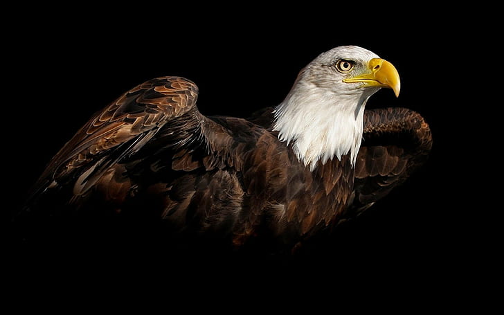 natureza, pássaros, águia americana, fundo simples, HD papel de parede