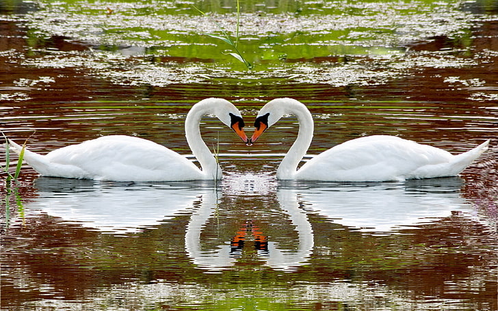 two swans, swan, lake, swim, steam, fidelity, reflection, heart, HD wallpaper