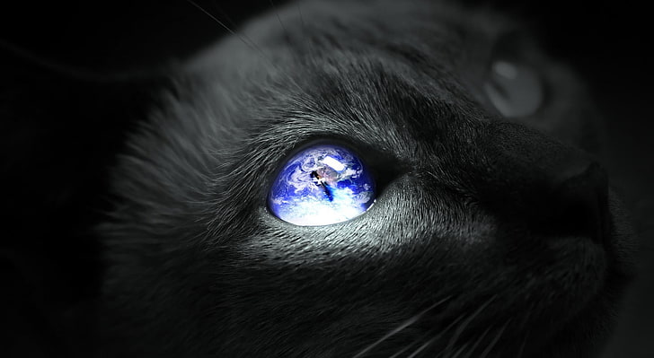 Earth Cat Eye, gray siamese cat, Aero, Creative, HD wallpaper