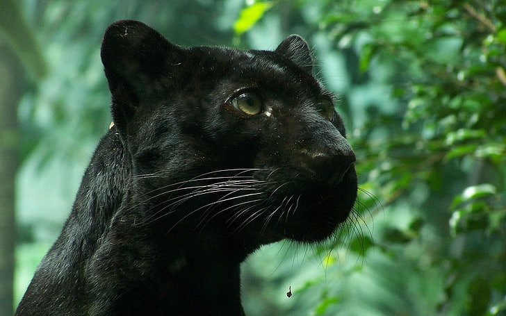 black panther, black panther, wildcat, foliage, HD wallpaper