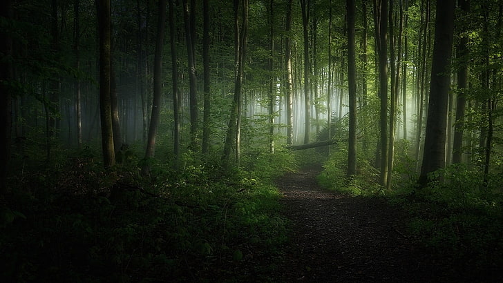 зелени листни дървета, природа, пейзаж, сутрин, гора, пътека, мъгла, дървета, храсти, слънчева светлина, зелено, HD тапет