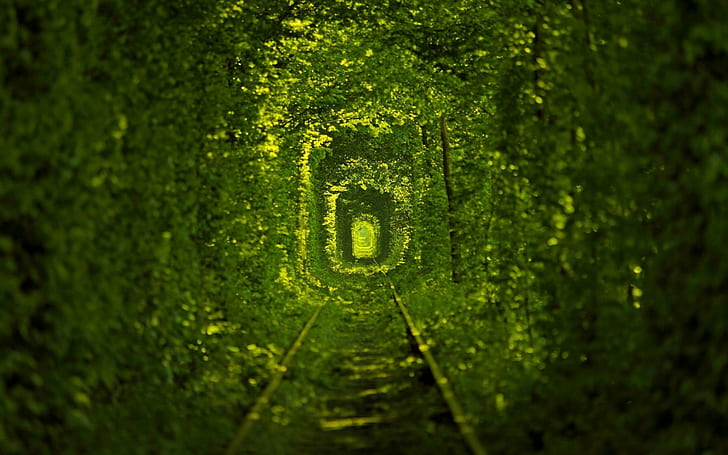 túnel, folhas, estrada de ferro, árvores, natureza, verde, HD papel de parede