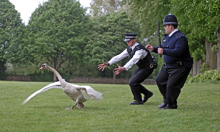 Hot Fuzz, movies, police, swans, HD wallpaper